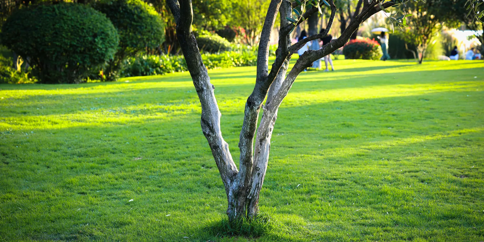 Weite, kurz gehaltene Rasenfläche in einer Parkanlage, ein einzelner Baum im tiefen Abendlicht
